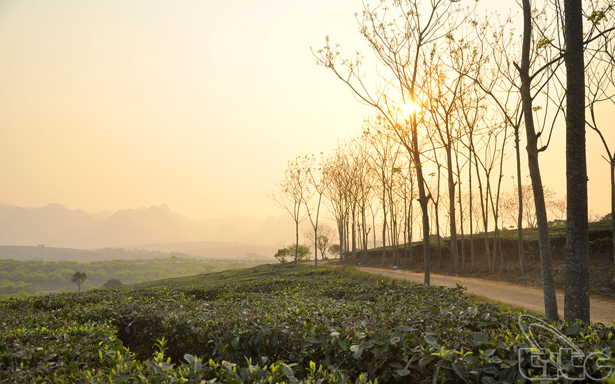 The path leading to Moc Chau tea farms
