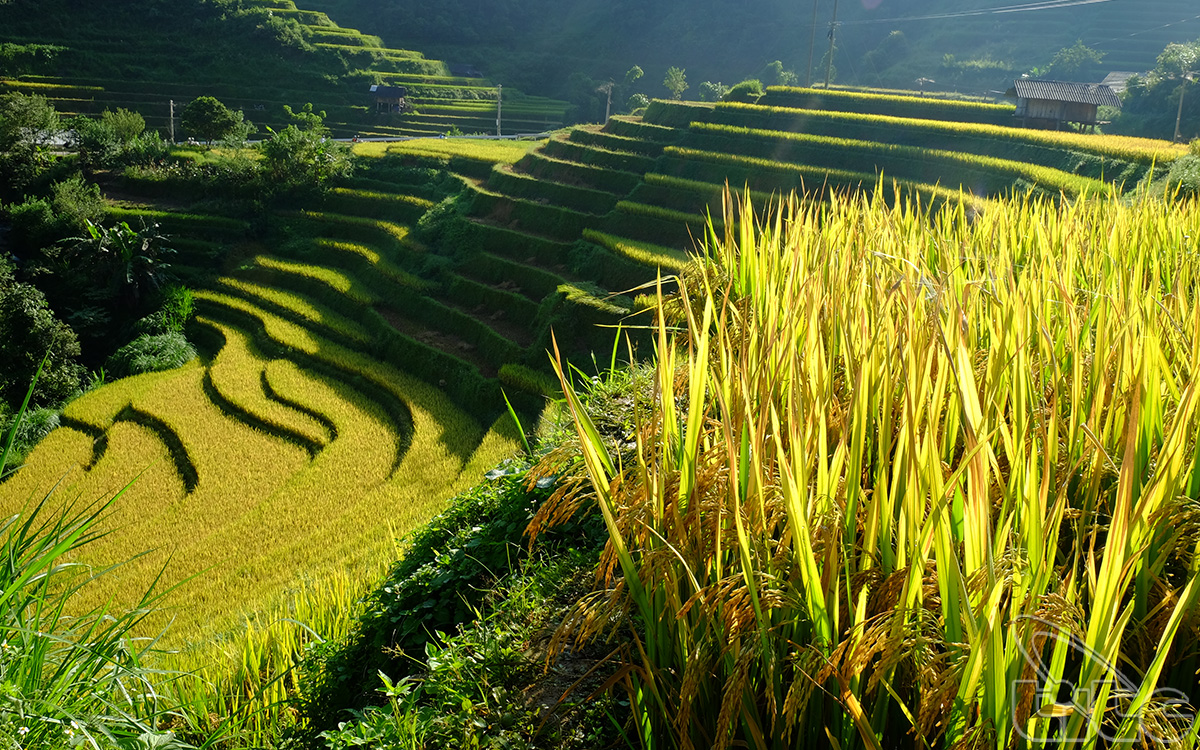 The terraced rice fields in the early sun