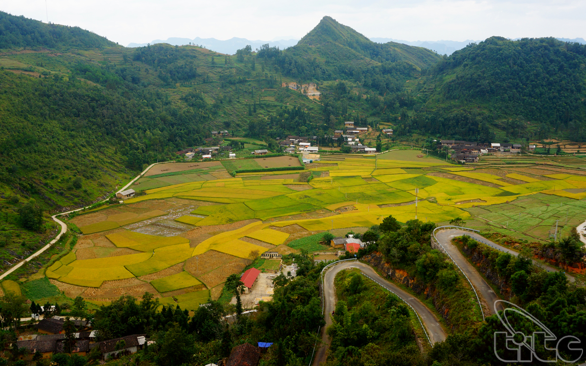 The golden rice field seen from Lung Cu Flag Tower
